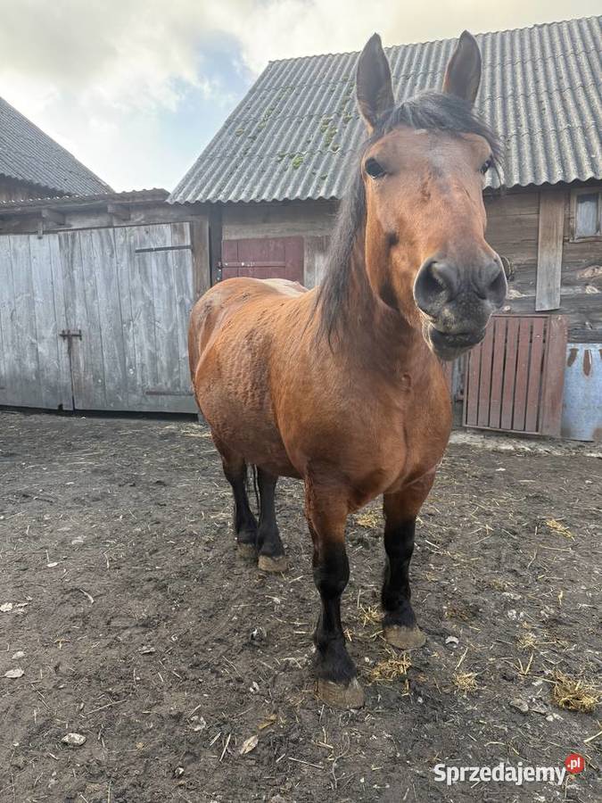 Klacz rasy zimnokrwistej Chomęciska Małe sprzedam