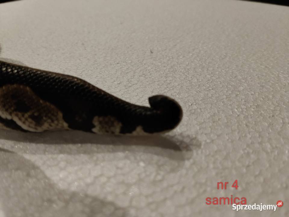 Węże regiusy sprzedam