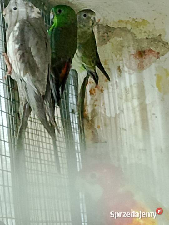 Papugi rozelle białolice nimfy świergotki opolskie