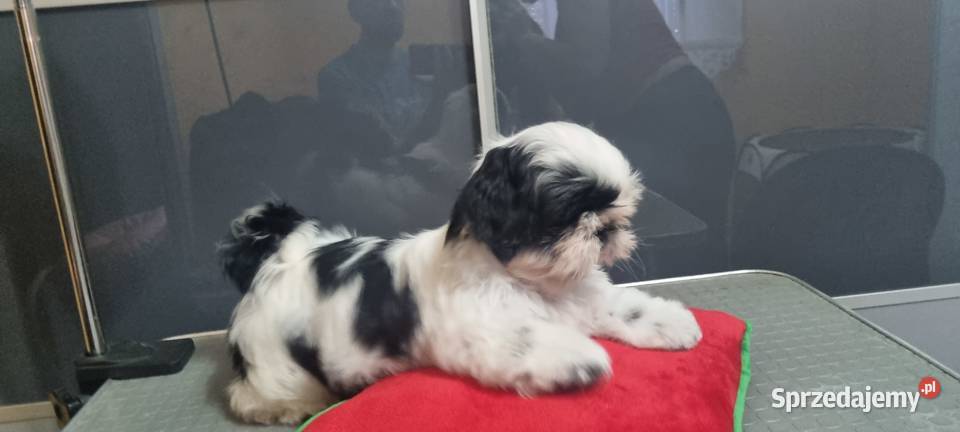 Hodowla Tybetańskie szczęście ZKwP FCI Wschowa