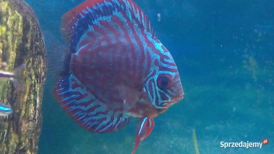 Dyskowiec Paletka ok 15 śląskie Pszczyna