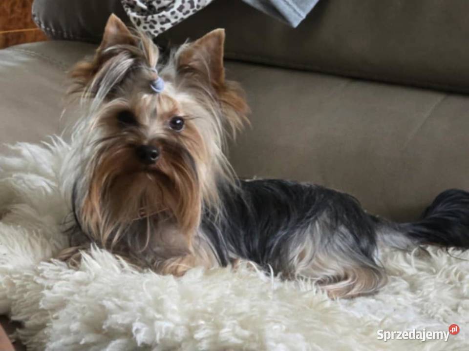 York sunia York Gorzów Wielkopolski