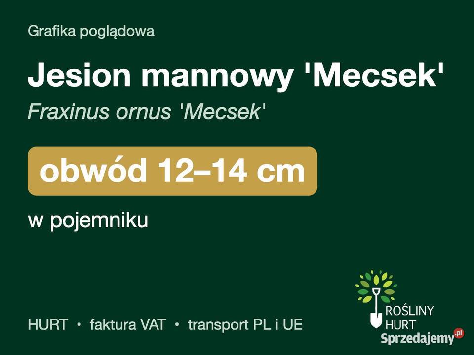 Jesion mannowy Mecsek obwód 1214 w pojemniku