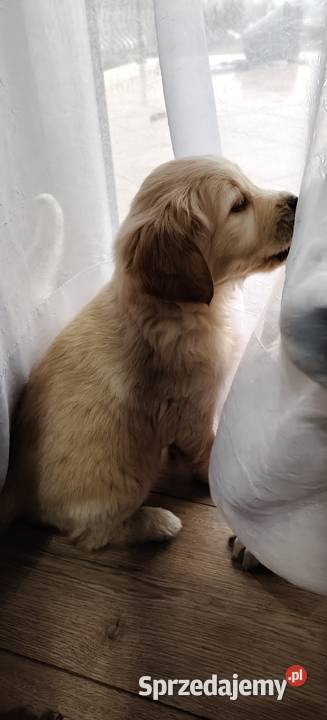 Szczeniaczki Golden Retriever małopolskie Kuchary