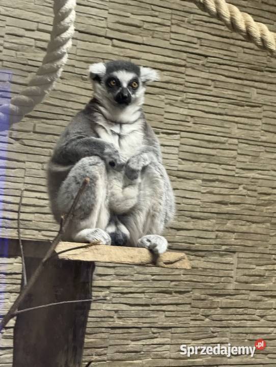 Lemur kata para Opole