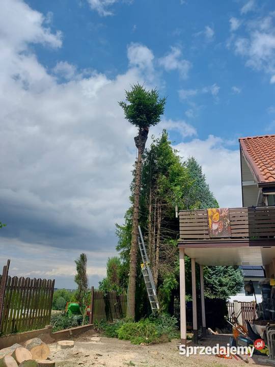 Wycinka ścinka drzew czyszczenie działek usługi Wojnicz