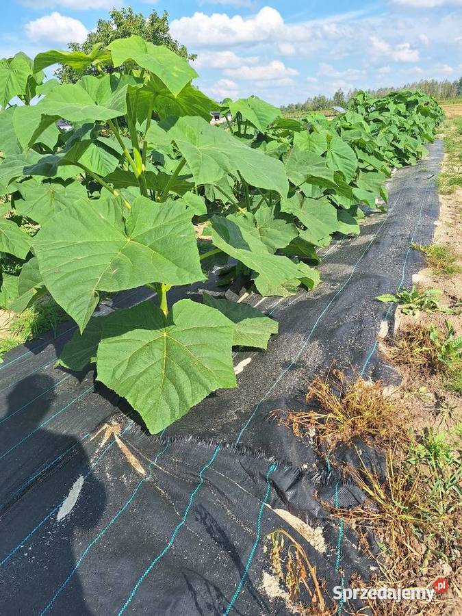 Paulownia Shan Tong w doniczkach p9 I korzeń Dorohucza