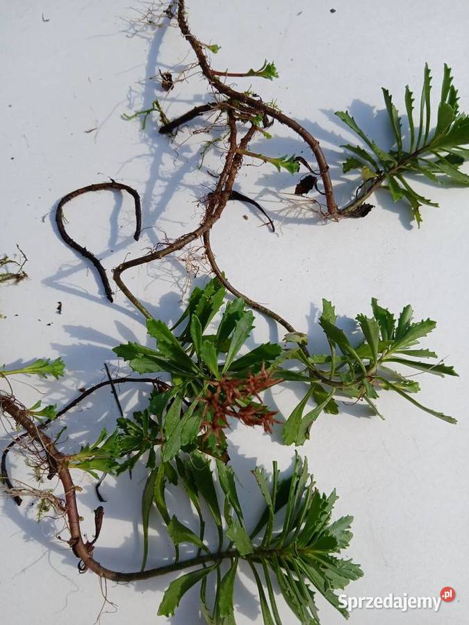 Rozchodnik kamczacki roślina wieloletnia 5 Rośliny Nowy Sącz