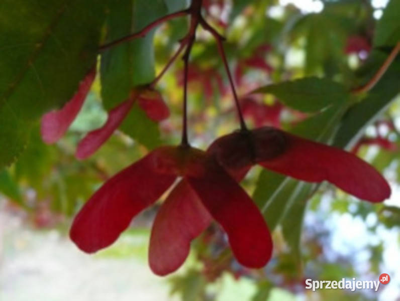 KLON PALMOWY Acer palmatum NASIONA 700 sztuk 10g
