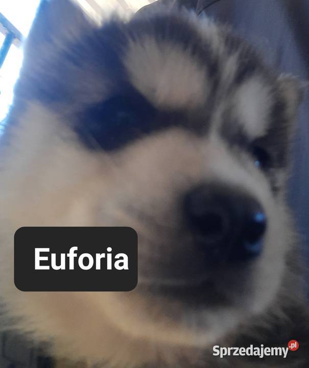 Szczeniaki dostępne mlode Husky Reda sprzedam