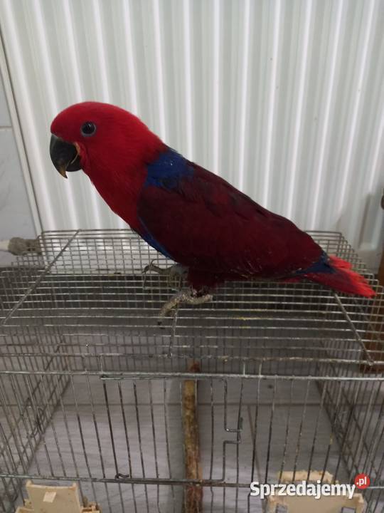 Lora Wielka samica śląskie sprzedam