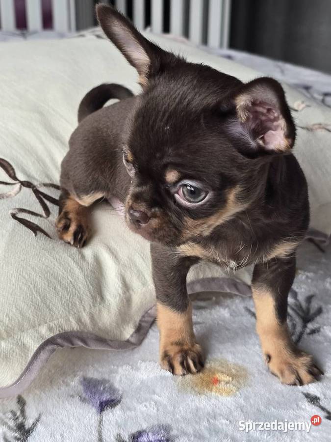 Chihuahua Czekoladowa Maleńka Salsa Wilkowice