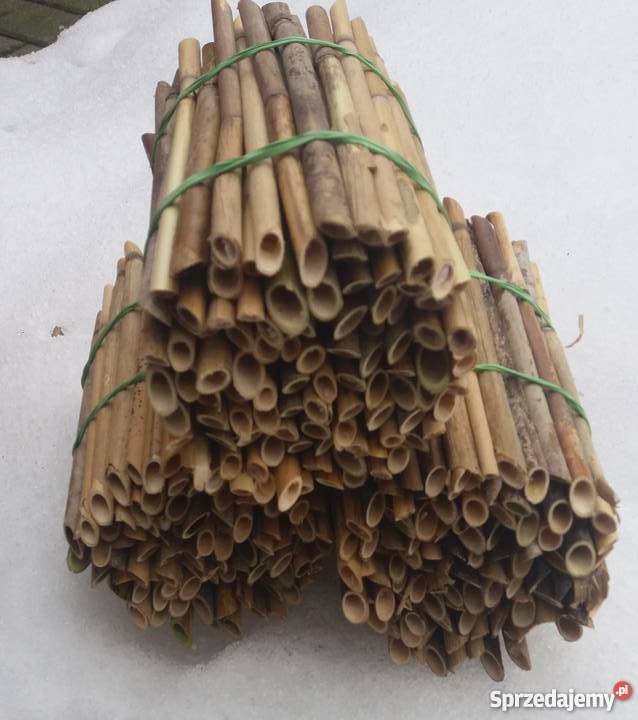 Pszczoła MURARKA ogrodowa RURKI TRZCINA Kokony Lublin