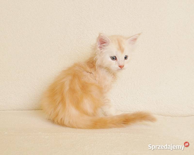 Przepiękny biszkoptowy kocurek z Rodowodem Maine Coon Białystok