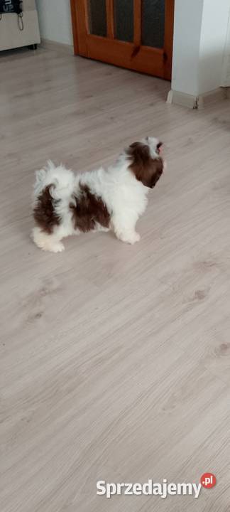 Biało czekoladowa suczka rasy ShihTzu