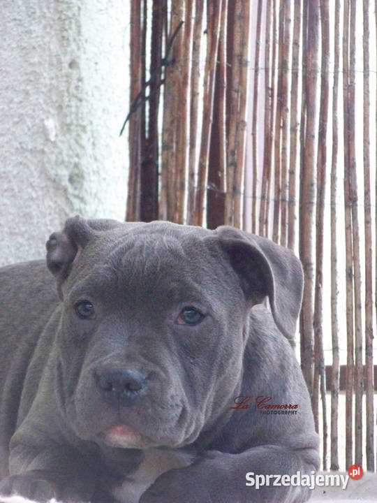 American Staffordshire Terrier Blue Amstaff Amstaff Paczków sprzedam