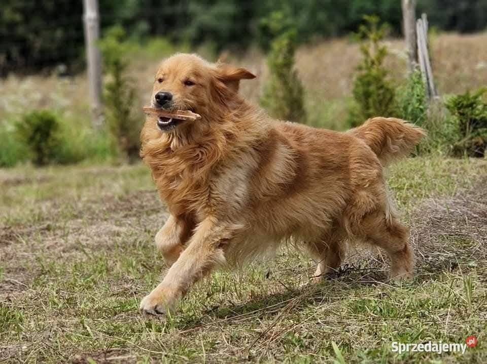Zapowiedź miotu Golden Retriever ciemno złote Poręba