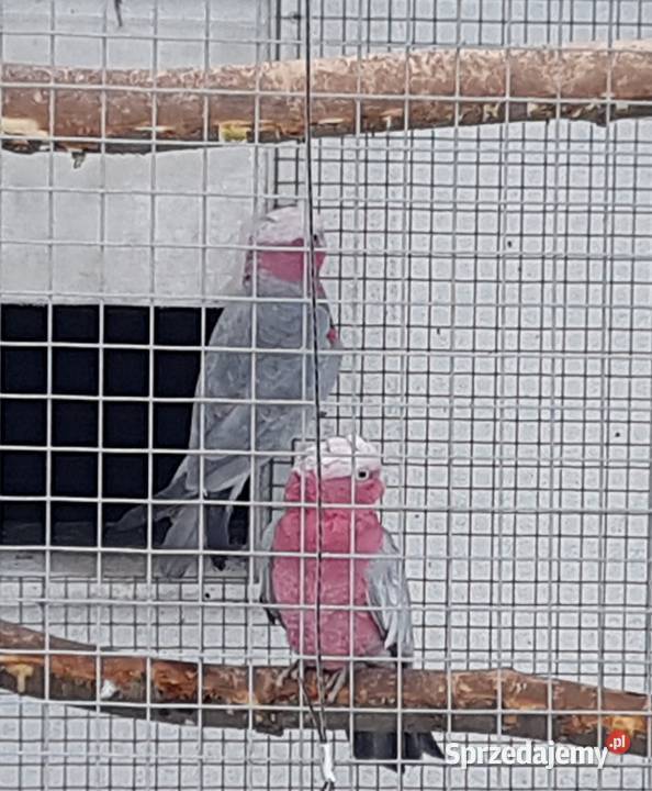 Kakadu Różowe para Bystra