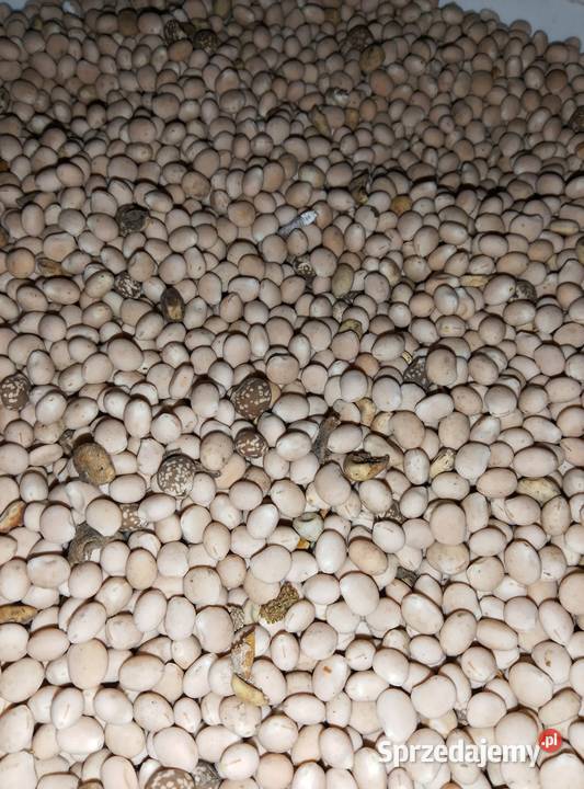 Łubin górali KaroOskar Lubliniec sprzedam