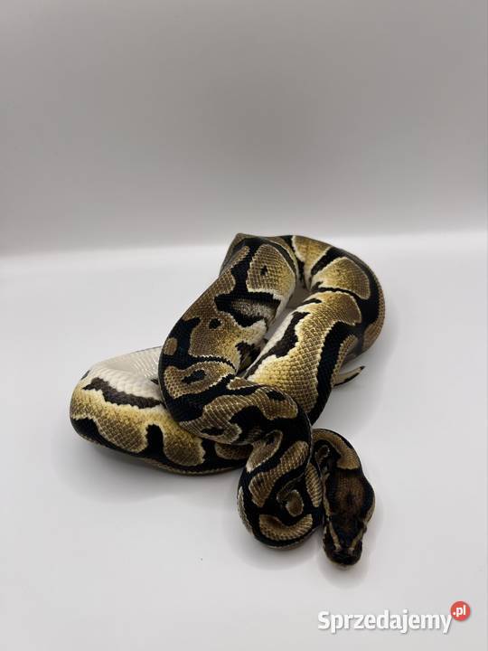 Węże różne odmiany świętokrzyskie Suchedniów