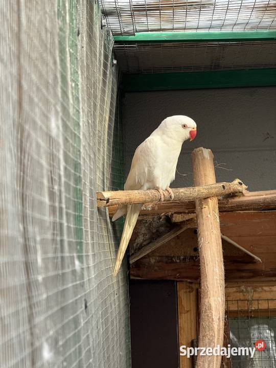Papugi Aleksandretty obrożne ring neck zielony dolnośląskie Księginice Małe sprzedam