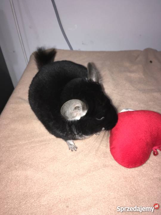 Sprzedam szynszyle czarna perła Opole