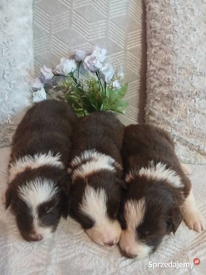Border collie czekoladowo białe Toruń sprzedam