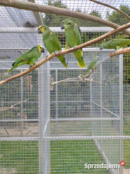 Sprzedam Amazonki Niebieskoczelne Skałka