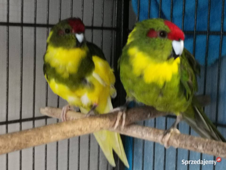 Papugi kozie modrolotki para Kamienica Polska