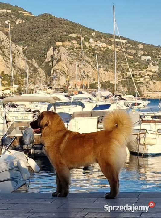 Leonberger szczenięta Pozostałe Kraków