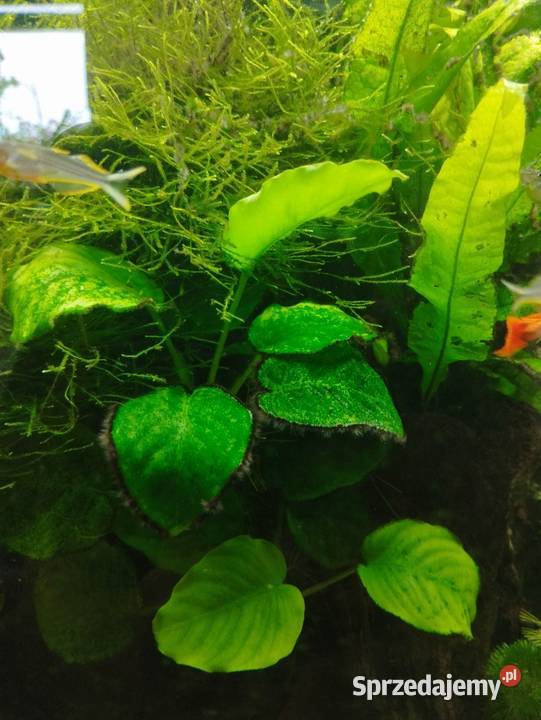 Anubias Akwarystyka Wygoda