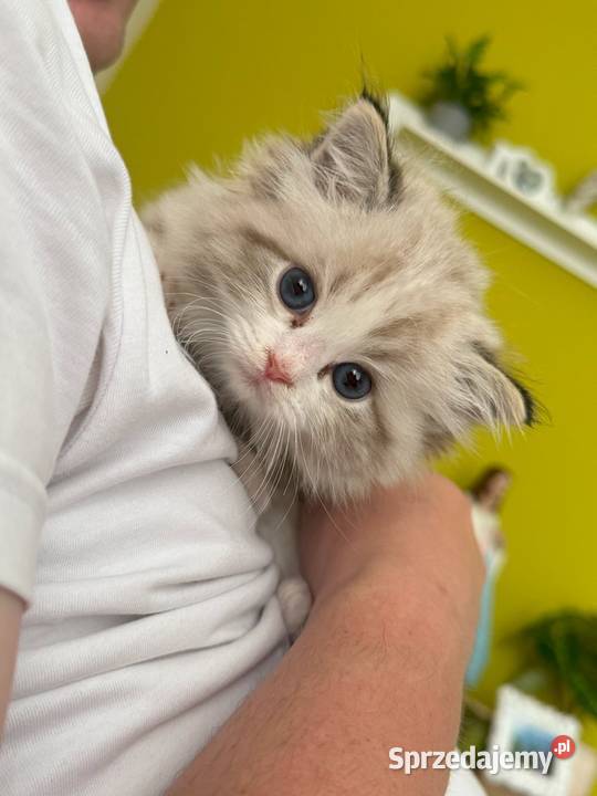 Ragdoll Elrond Hodowla Lazurowe Łapki Ragdoll Lubliniec sprzedam