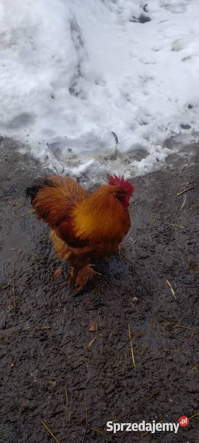 Kogut Kochin Tomaszów Lubelski