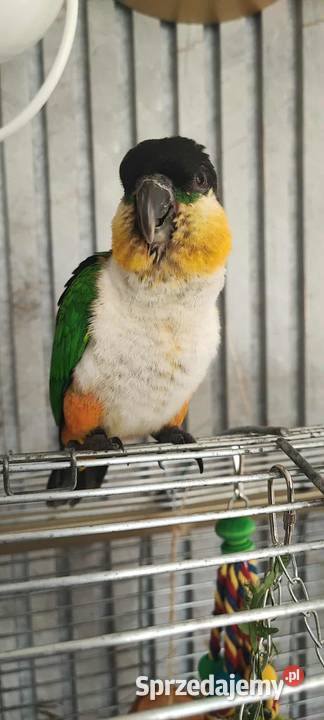Barwinka czarnogłowa OSWOJONA samiec Mysłowice sprzedam