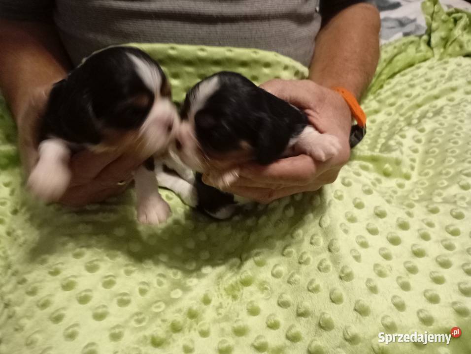 Cavalier King Charles Spaniel FCI śląskie Będzin sprzedam