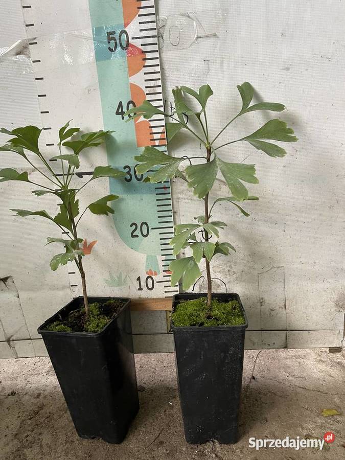 Miłorząb japoński Ginkgo Biloba kujawsko-pomorskie Bydgoszcz sprzedam
