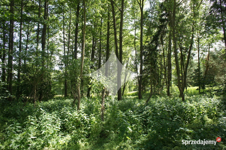 Działka rolnobudowlana j Tajno Orzechówka