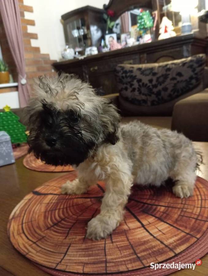 Sprzedam Sunię rasy Rosyjska Bolonka Kolorowa wielkopolskie Środa Wielkopolska