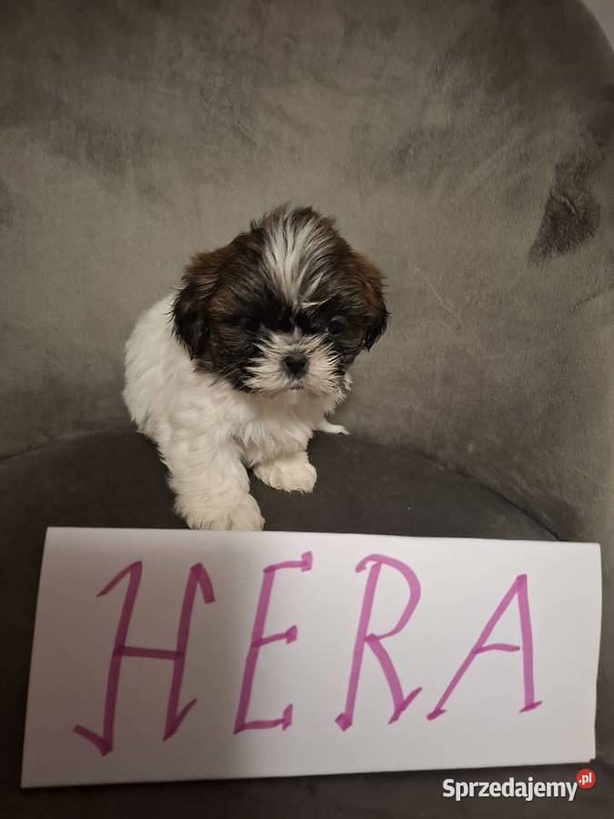 Shih tzu z wielopokoleniowym rodowodem Gostyń