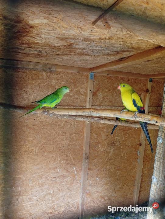 Papuga górska berg Bąków