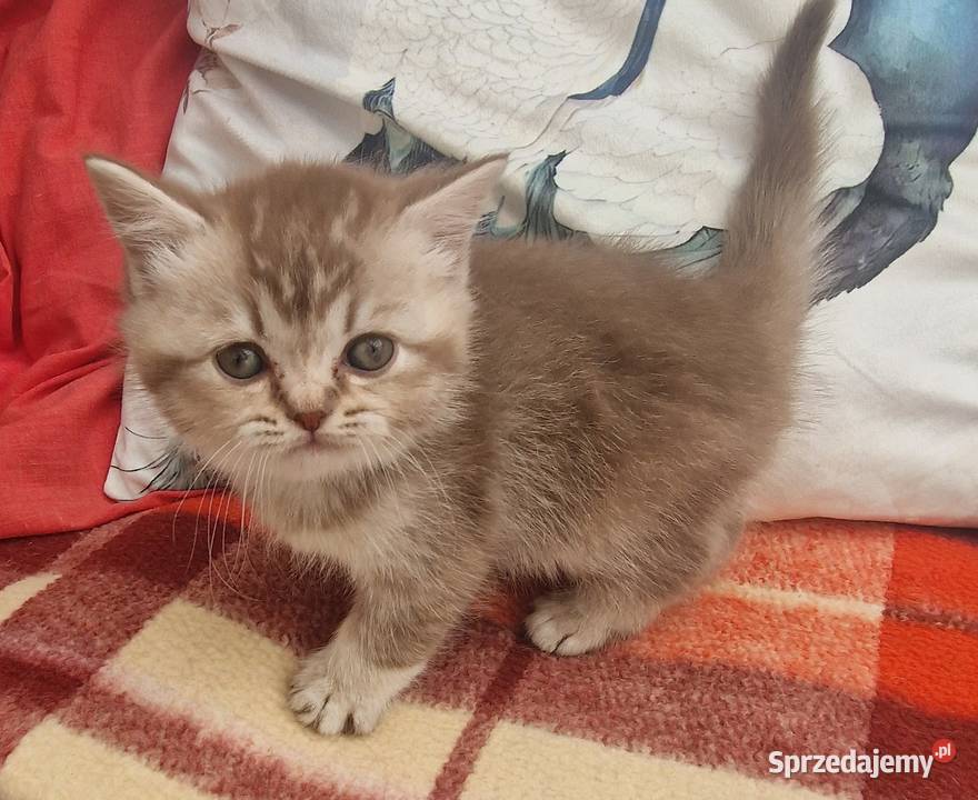 Brytyjskie Szamotuły