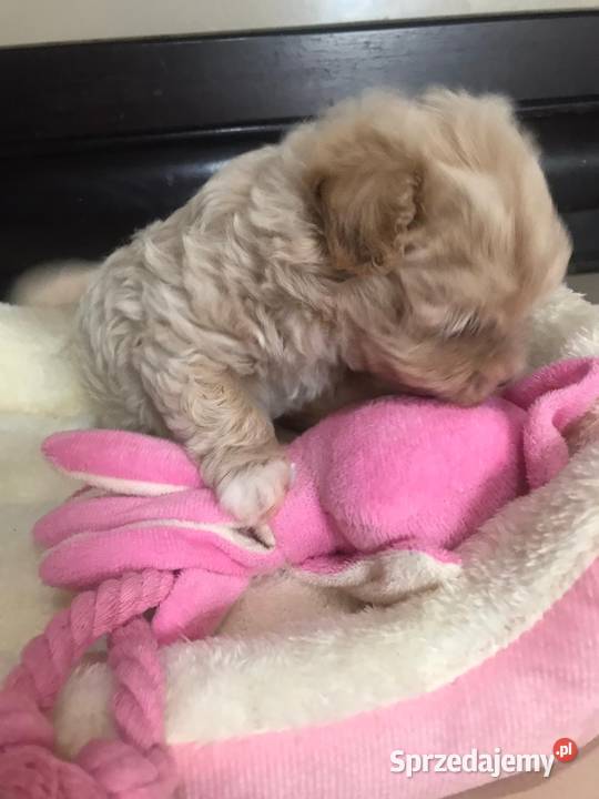 Maltipoo szczeniaki małych rodzicach Bielany Wrocławskie