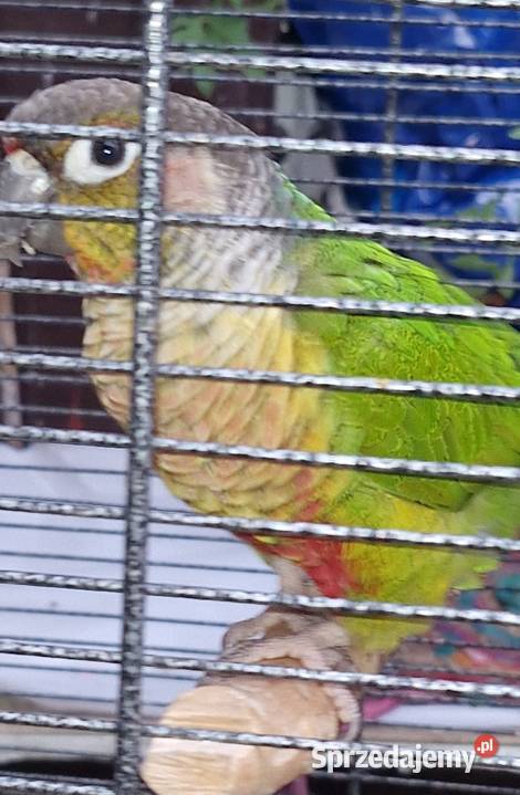 Papugi ręcznie karmione i nie Gorzów Wielkopolski