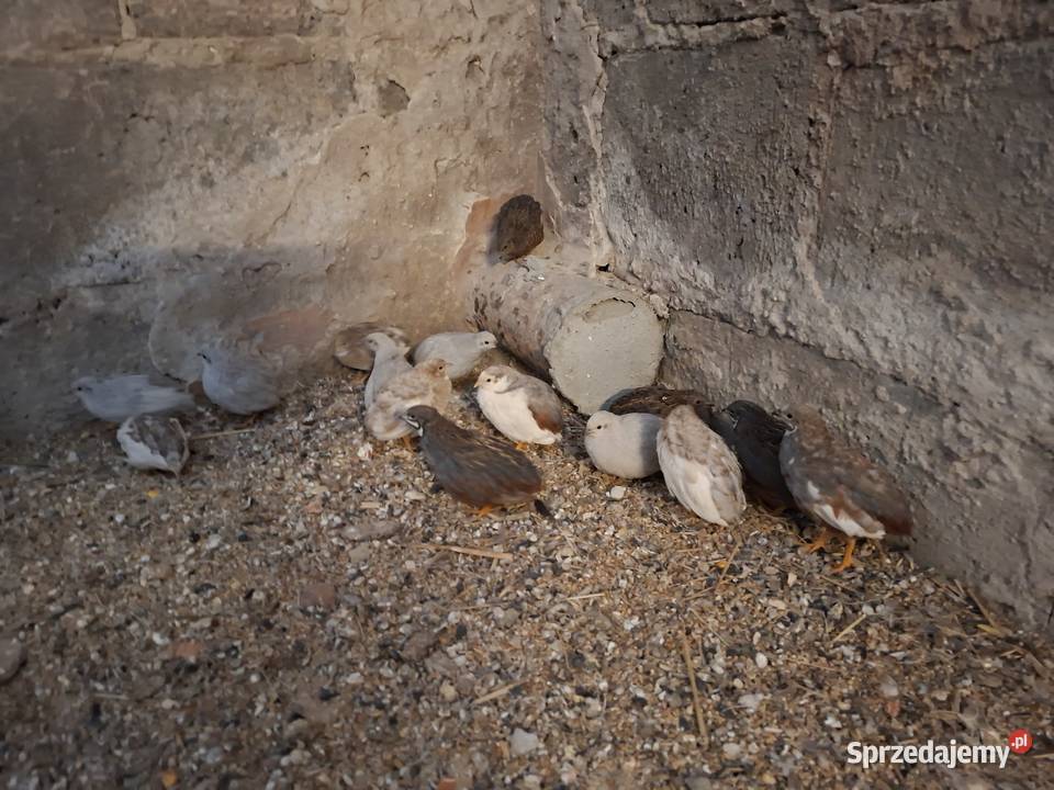 Aleksandreta żółty lubelskie