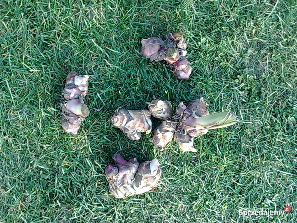 Cebulki kanna Cebulki i bulwy Ryki