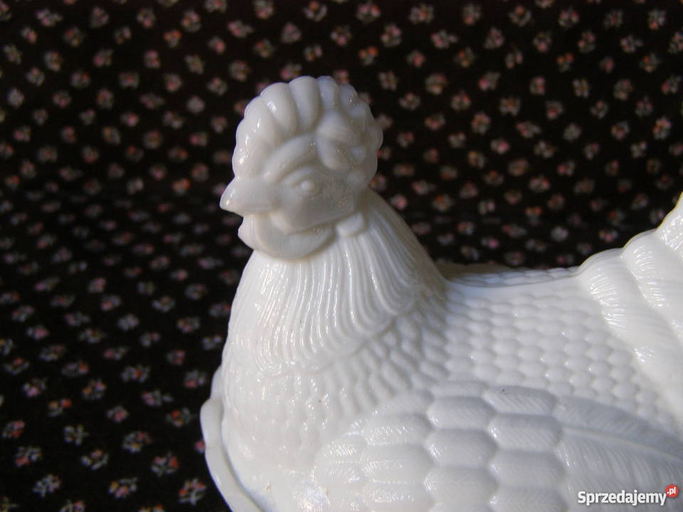 Kura mała lattimo Ząbkowice Międzyborów