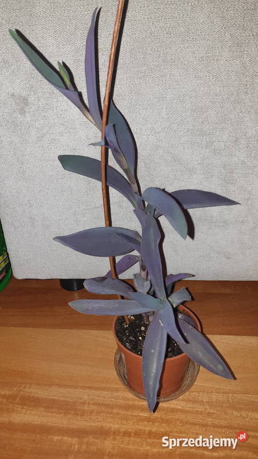 Trzykrotka setkrezja purpurowa do ogrodu na Warszawa