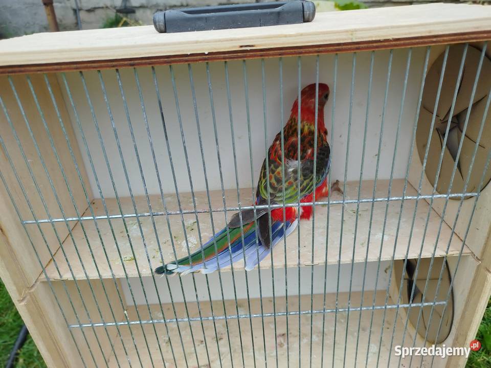 Rozella Białolica samiec 2025 r Brzeziny