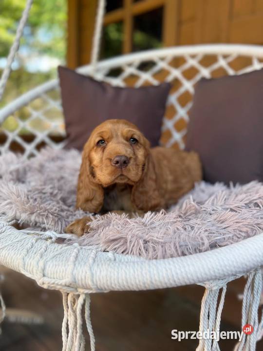 Wyjątkowy Piesek Cocker Spaniel Angielski złoty Warszawa