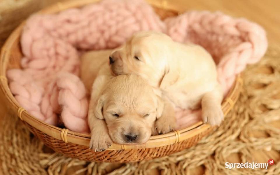 Szczenięta golden retriver ZKwP FCI Żnin